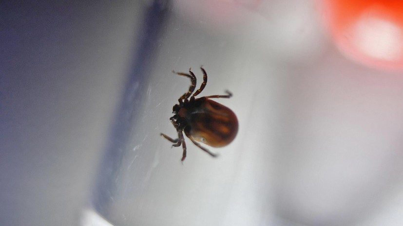 Россиян предупредили, что клещи Хиаломма могут бегать со скоростью муравья