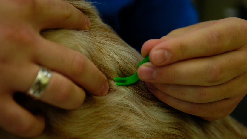 Ветеринар Сысоева раскрыла, когда начинать обработку питомцев от клещей