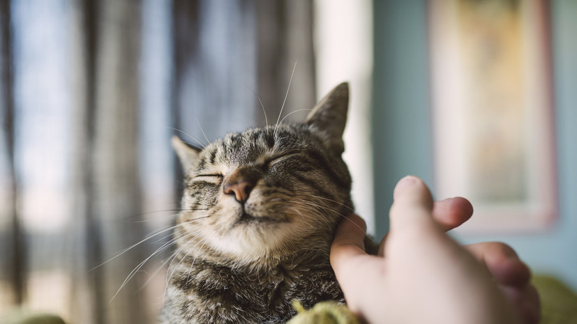 На острове в Австралии хотят запретить ввоз и содержание кошек