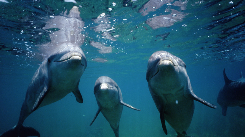 Массовая гибель буревестников и дельфинов зафиксирована в Болгарии