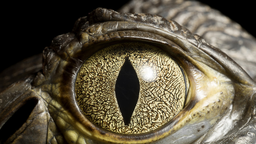 Россиянин попытался ввезти в Россию из Таиланда две головы крокодила