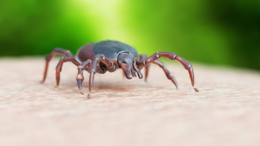 Россиян предупредили, какие места для укуса клещи выбирают чаще всего