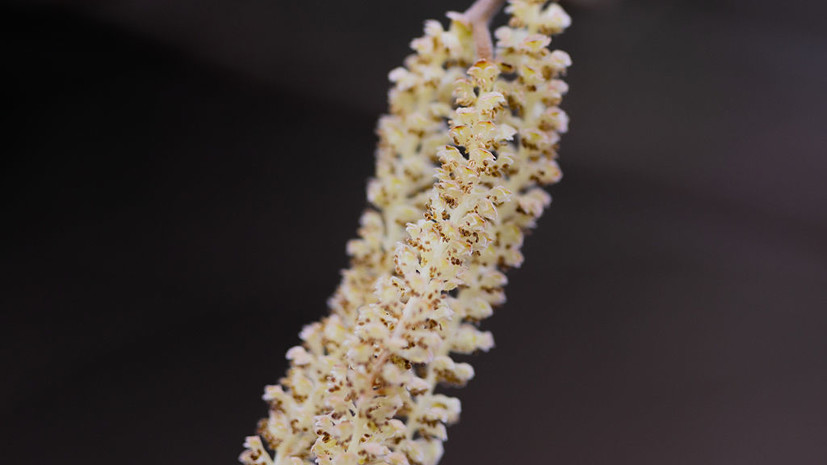 Аллерголог Болибок: орешник и ольха зацветут через одну — две недели