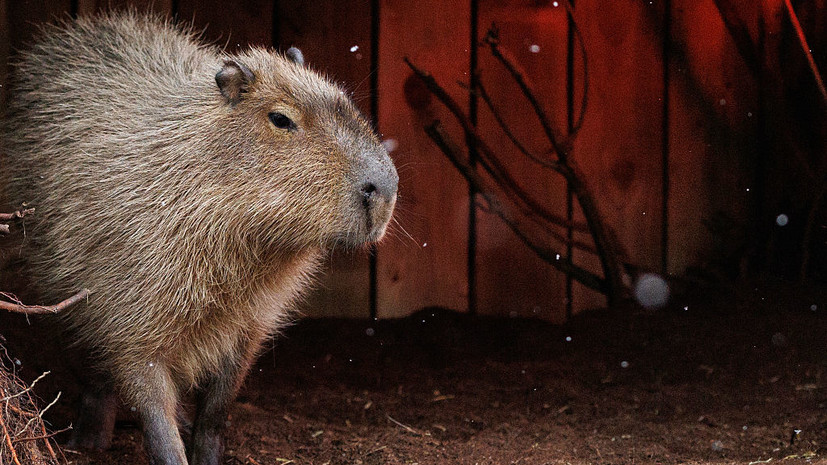 В Бразилии арестовали восемь человек за жестокое нападение на капибару