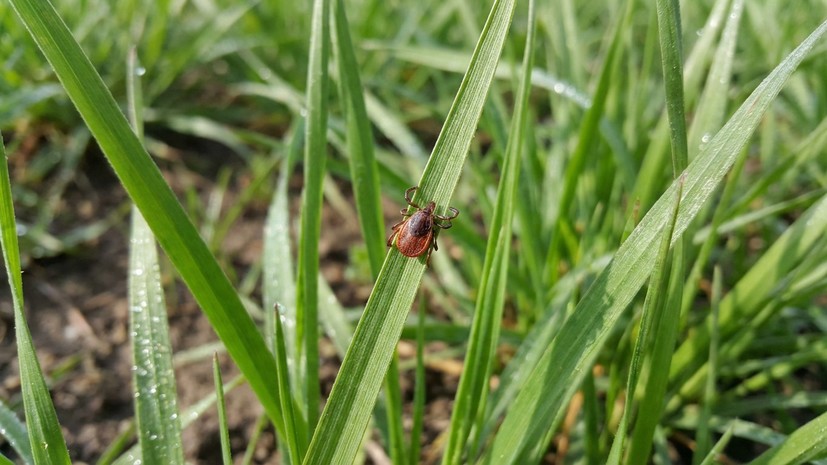 Охотники, а не ждуны: на юге России объявились клещи-мутанты