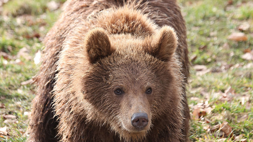 Друг пропавшего Усольцева заявил, что семья стала жертвой нападения медведей