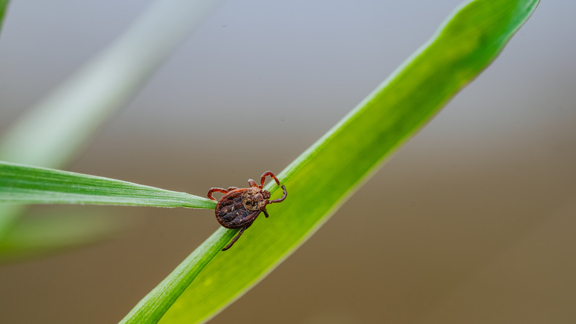 Ветврач Шиляков объяснил, как правильно удалить клеща у питомца