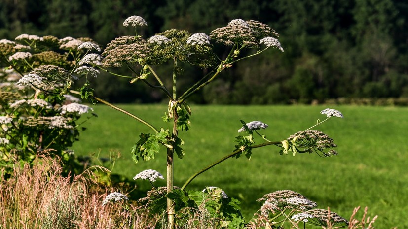Юрист Гриценко: борщевик исключён из критериев оценки использования участка