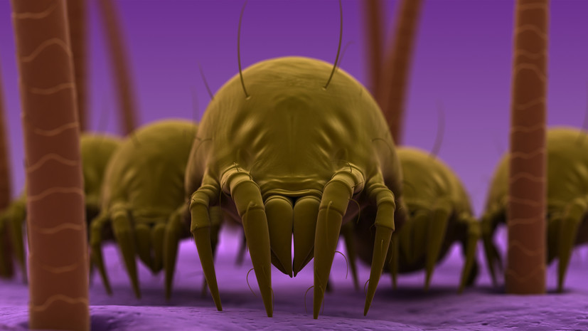 Врач: пылевые клещи живут в каждом доме, полностью избавиться от них невозможно