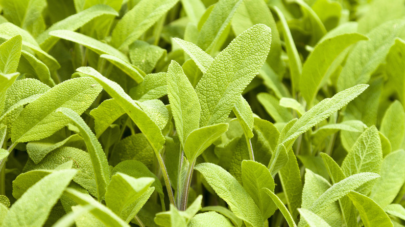 Адвокат Слёзкина: за выращивание шалфея предсказателей грозит срок восемь лет