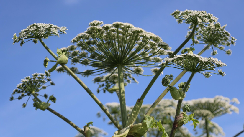 Адвокат предупредила, что борщевик на участке является основанием для штрафа