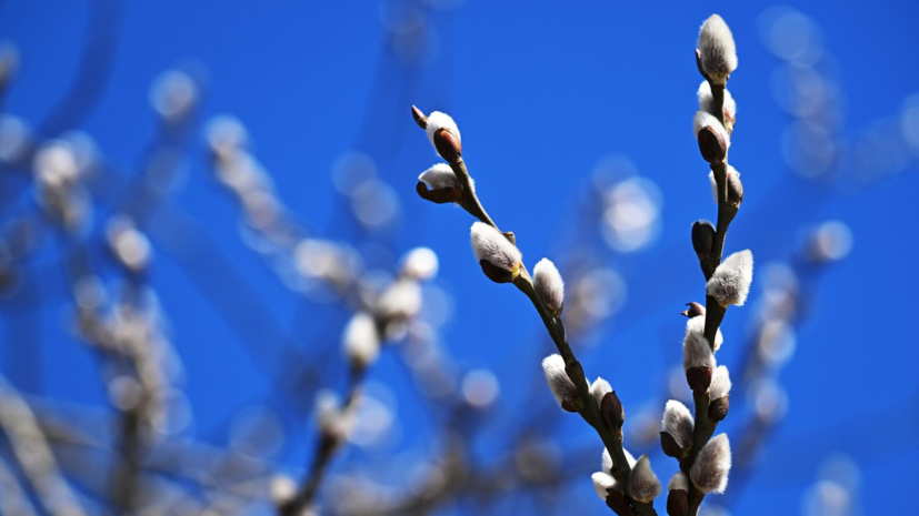 Врач Гведашвили предупредила, что на вербе можно принести в квартиру клещей