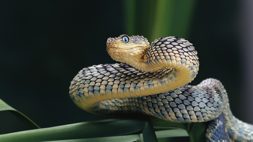 Серпентолог Черлин рассказал, как вести себя при встрече с гадюкой