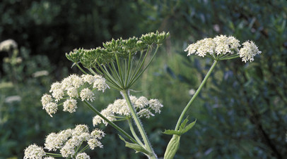 Адвокат Кузнецов рассказал о штрафах за наличие запрещённых растений на даче