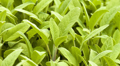 Адвокат Слёзкина: за выращивание шалфея предсказателей грозит срок восемь лет