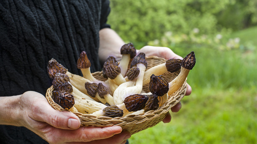 Россиянам рассказали, какие грибы можно встретить в лесу весной и можно ли их есть