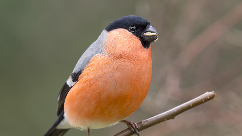 Эколог Журавлёва: снегири живут в Подмосковье круглый год