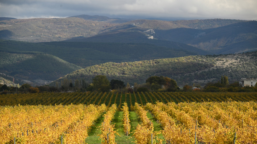 Роскачество тестирует идеальную полку российских вин в отечественных магазинах