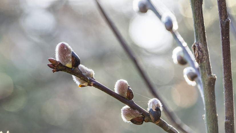 Священник Береговой: ветви вербы освящают в Лазареву субботу