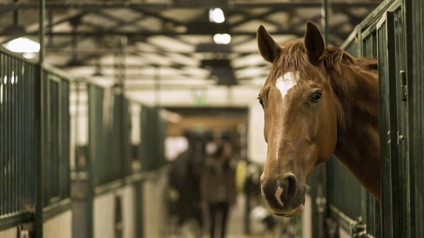 14 лошадей погибли при ударе ВСУ по конной ферме в Запорожской области
