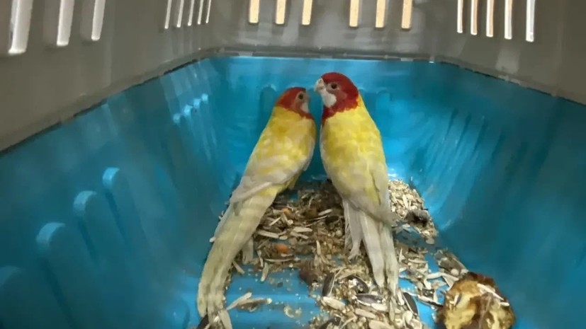 В Оренбургской области таможенники изъяли более 100 экзотических птиц