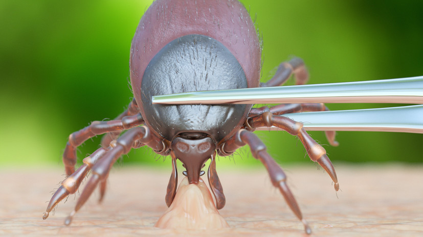 Врач Полякова: некоторые люди более привлекательны для клещей, чем другие