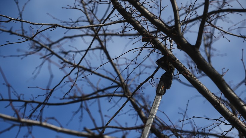 Эксперт по ЖКХ Бондарь: за самовольную обрезку деревьев во дворе грозит штраф