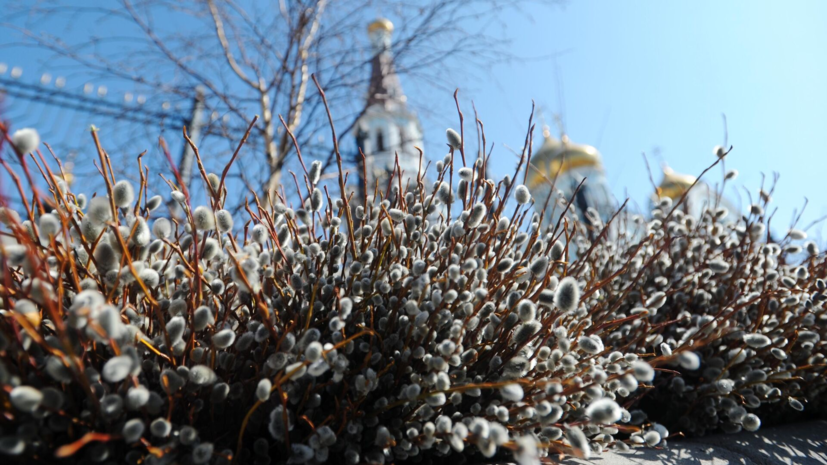 Россиянам рассказали почему в России верба заменила пальмовые ветви