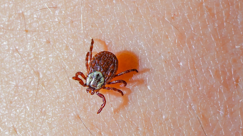 Врач Жемчугов: укусившего человека клеща нужно отнести в лабораторию