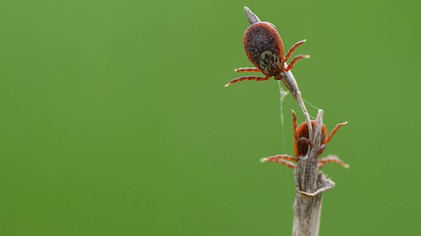 Россиянам объяснили, можно ли сейчас вакцинироваться от клещевого энцефалита