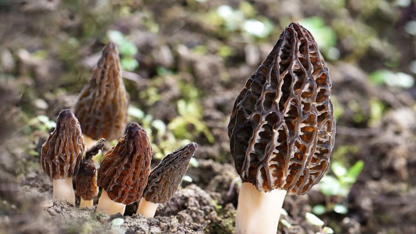 Миколог Комиссаров: яд строчков не выводится из организма