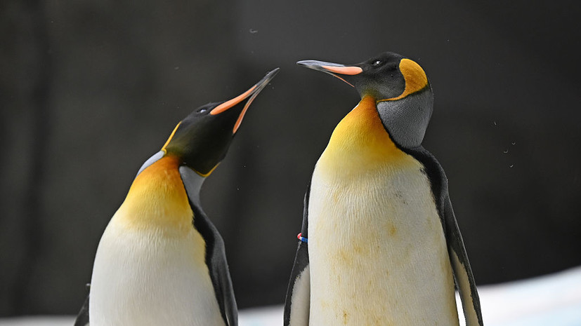 Императорских пингвинов признали вымирающим видом из-за изменения климата