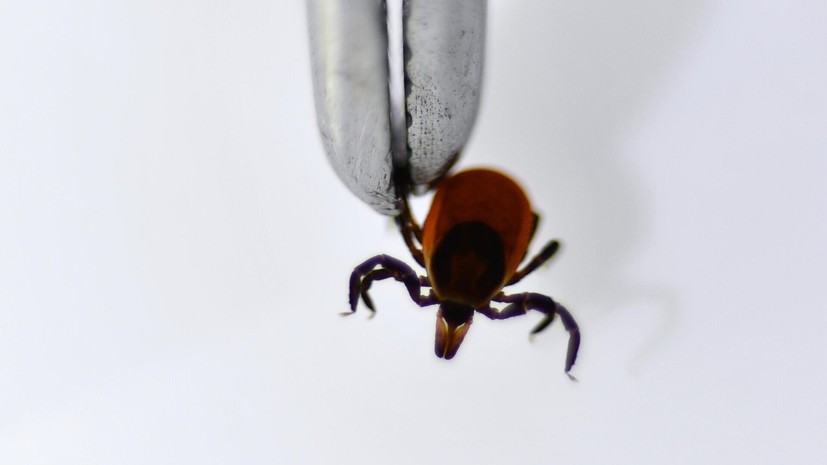 «Известия»: клещи проснулись минимум в 64 регионах России