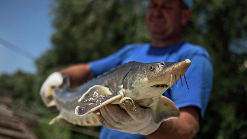 Росрыболовство рассчитывает открыть промысел осетровых в Азовском море