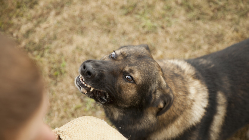 Кинолог Голубев пояснил, что делать в случае укуса собаки