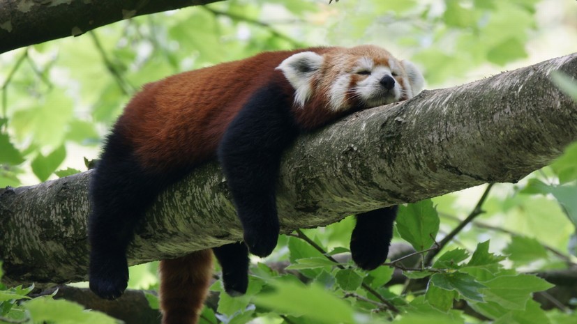 Эксперт Шубин назвал главным трендом 2026 года переход к короткому отдыху