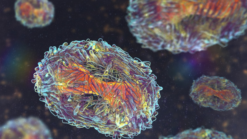 Онищенко: оспа обезьян характерна для Западной Африки