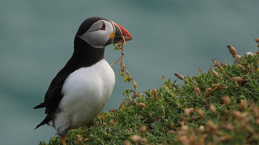 На побережье Франции за три месяца выбросило более 45 тысяч птиц тупиков