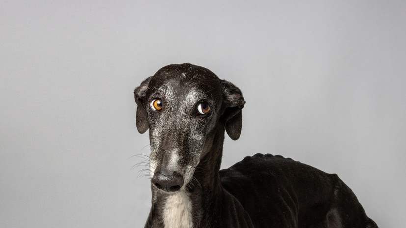 Кинолог Голубев раскрыл, как распознать депрессию у собаки