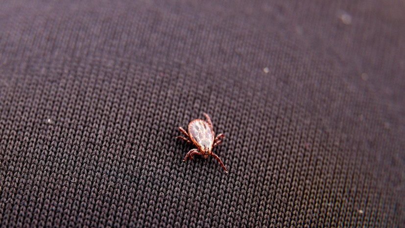 Врач рассказала, в каких случаях нужна ускоренная вакцинация от клещевого энцефалита