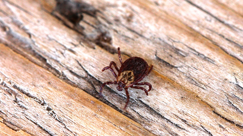 Россиянам дали советы, как избавиться от клещей на дачном участке