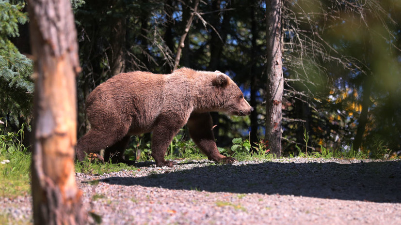 AP: в США двое военных пострадали при нападении медведя на Аляске
