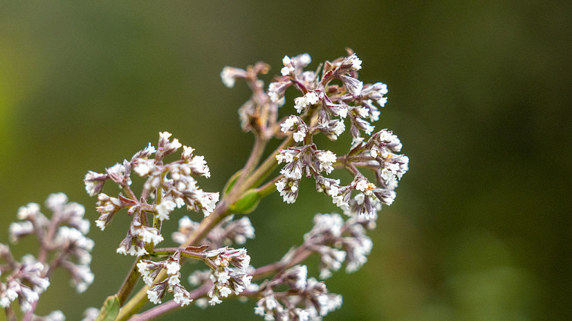 Невролог Лавренова: при хроническом стрессе валериана и пустырник бесполезны