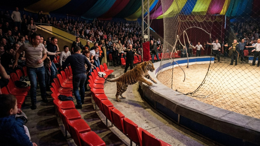 В Ростове-на-Дону тигр выбежал к зрителям цирка после падения сетки