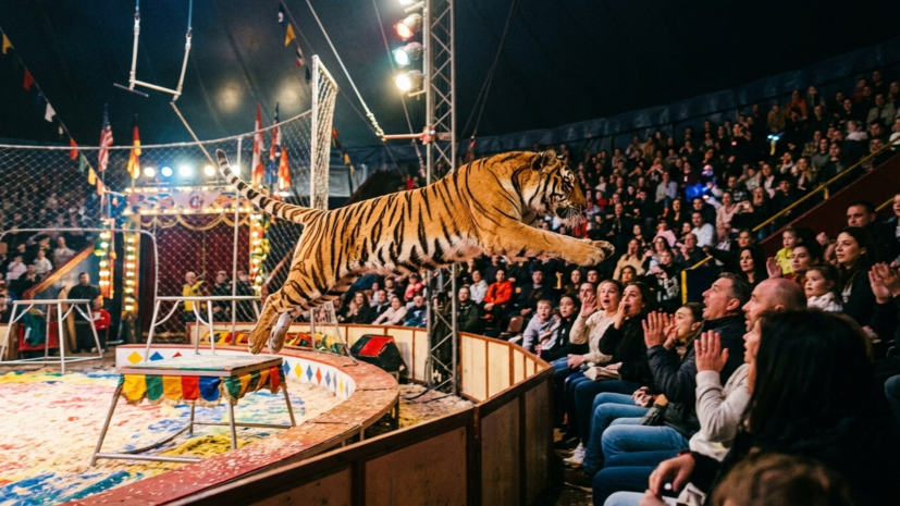 СК возбудил дело после прыжка тигра в зрительный зал цирка в Ростове