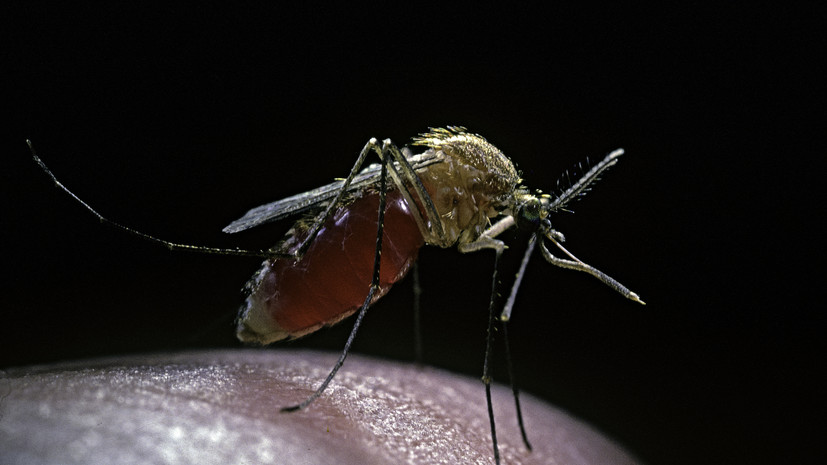 Ветеринар Гламаздин перечислил последствия укусов комаров для домашних питомцев