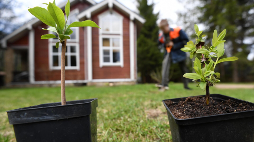 Юрист объяснил, какая ответственность грозит за захламление дачного участка