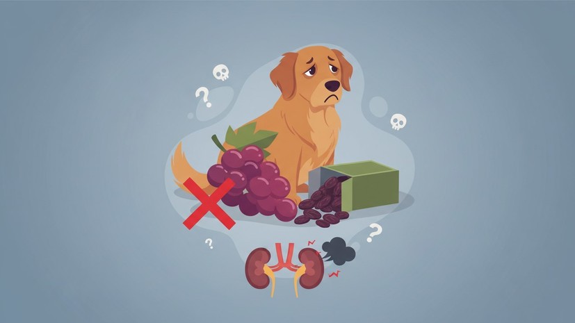 Кинолог Голубев предупредил об опасности винограда и изюма для собак