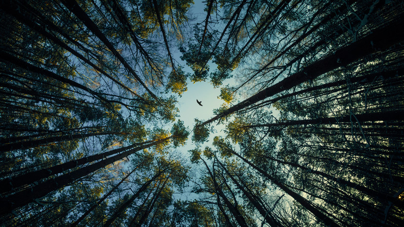 Россиянам рассказали, что климат в средней полосе России может стать мягче