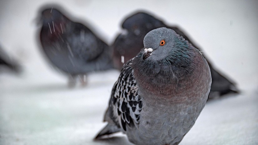 Юрист Павлова: водителю, сбившему голубя, может грозить штраф